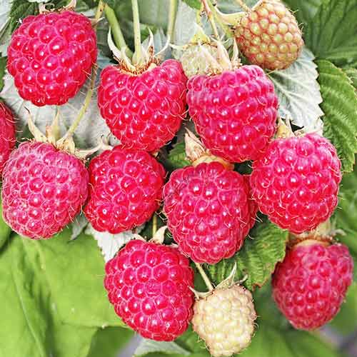 Малина ремонтантная Джоан Джей изображение 1 артикул 4360