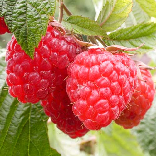 Малина ремонтантная Дочь Геракла изображение 1 артикул 7538