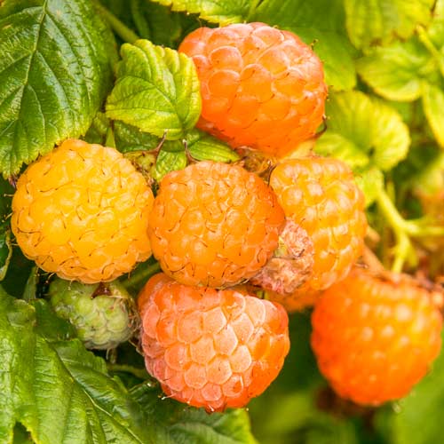 Малина ремонтантная Фолголд изображение 1 артикул 7635