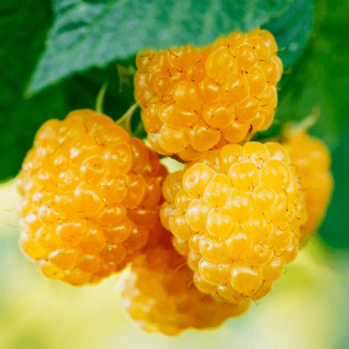 Малина ремонтантная Голден Эверест артикул фото 1 Малина ремонтантная Голден Эверест изображение 1 артикул 7634