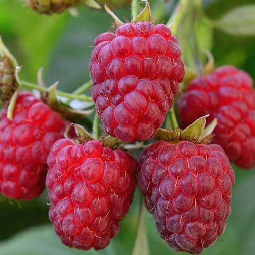 Малина ремонтантная Королевский пингвин изображение 1 артикул 4367