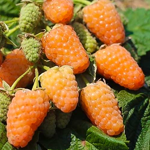 Малина ремонтантная Оранжевое чудо изображение 1 артикул 7542