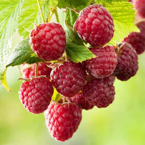 Малина ремонтантная Овация артикул фото 1 Малина ремонтантная Овация изображение 1 артикул 1605