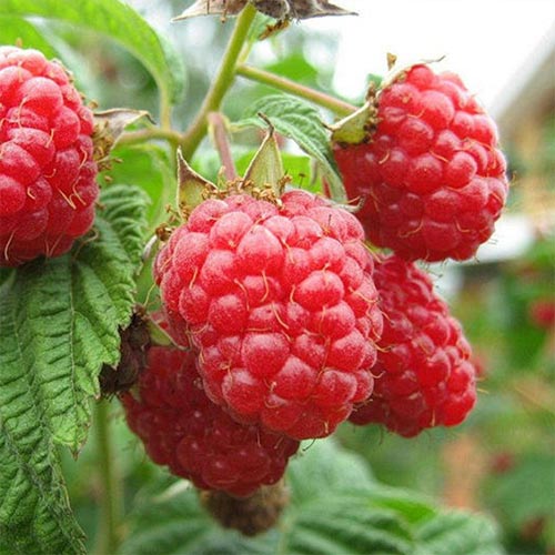 Малина ремонтантная Пингвин изображение 1 артикул 4362