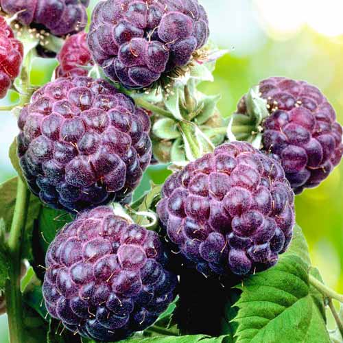 Малина фиолетовая Роялти изображение 1 артикул 8056