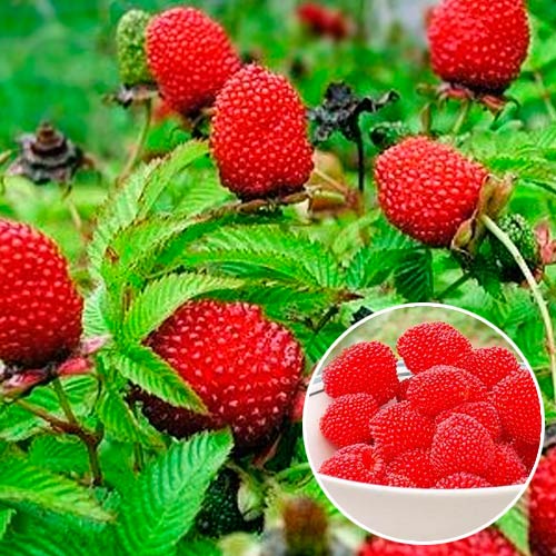 к изображение 1 артикул 985471