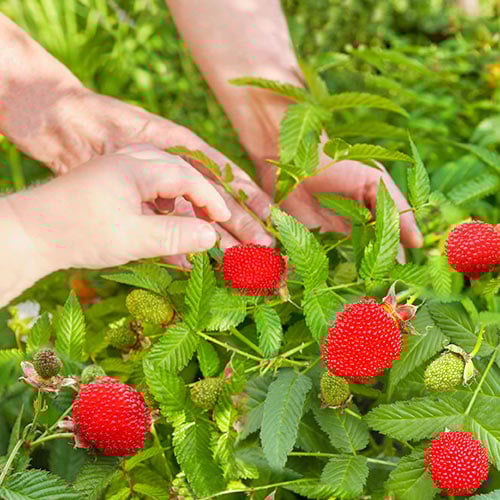 Малино-клубника (Малиника) изображение 1 артикул 9602