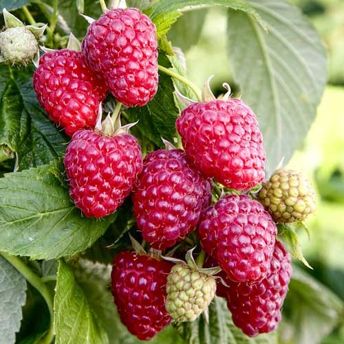 Малиновое дерево Галактика изображение 1 артикул 7637