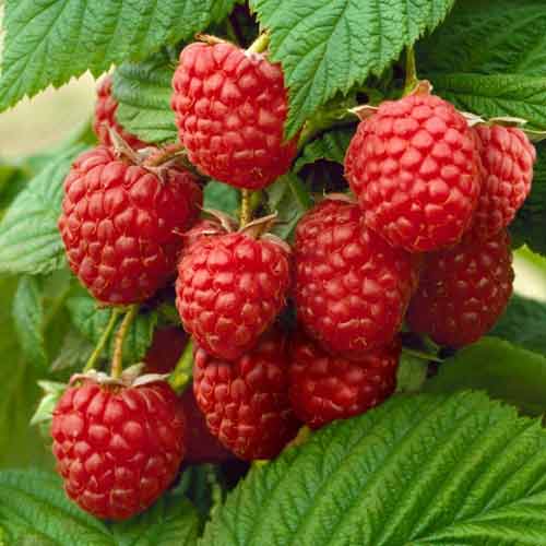 Малиновое дерево Канадское артикул фото 1 Малиновое дерево Канадское изображение 1 артикул 5721