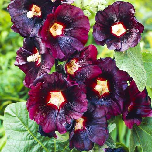 Мальва Черные глаза, семена изображение 1 артикул 66095