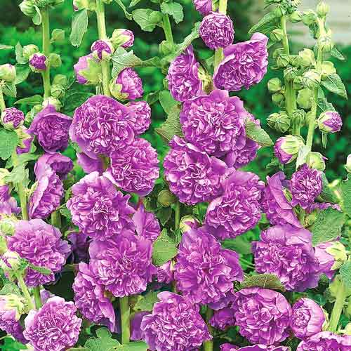 Мальва Фиолетовый бархат изображение 1 артикул 66094