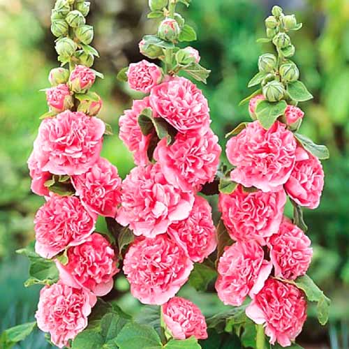 Мальва Розовые кружева, семена изображение 1 артикул 66092