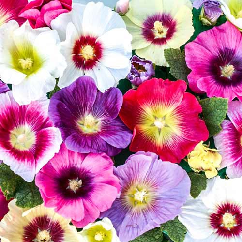 Мальва Салют, смесь окрасок Русский огород НК изображение 1 артикул 69951