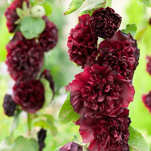 Мальва (шток-роза) махровая Дарк Ред изображение 1 артикул 68322