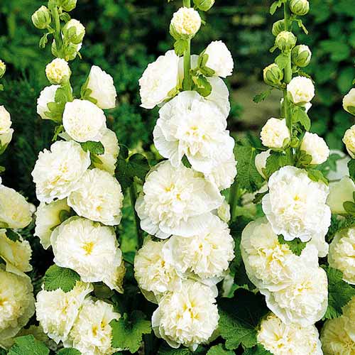 Мальва (шток-роза) махровая Вайт изображение 1 артикул 76160