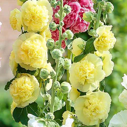 Мальва (шток-роза) махровая Йеллоу изображение 1 артикул 76161