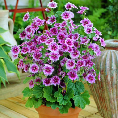 Мальва Зебрина изображение 1 артикул 7237