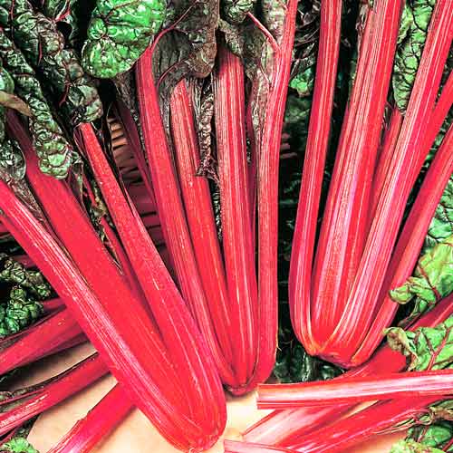 Мангольд Гранат изображение 1 артикул 69792