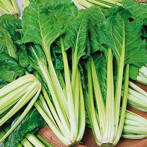 Мангольд Изумруд Уральский дачник изображение 1 артикул 74182