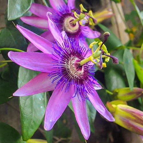 Маракуйя (пассифлора) Лавандер Леди изображение 1 артикул 9594