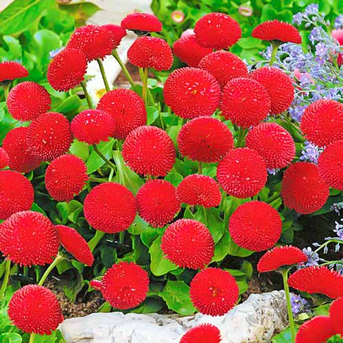 Маргаритка Фрау Красная, семена изображение 1 артикул 69011