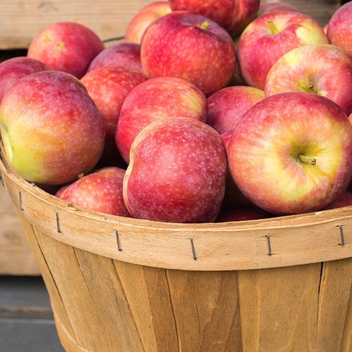 Яблоня Макинтош изображение 1 артикул 7922