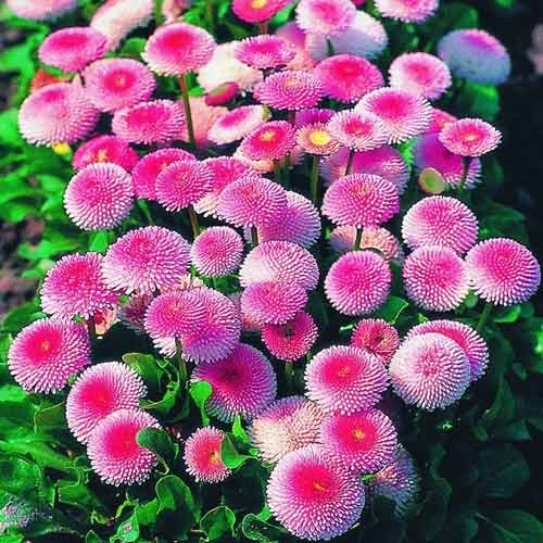 Маргаритка Планет Роз изображение 1 артикул 68704