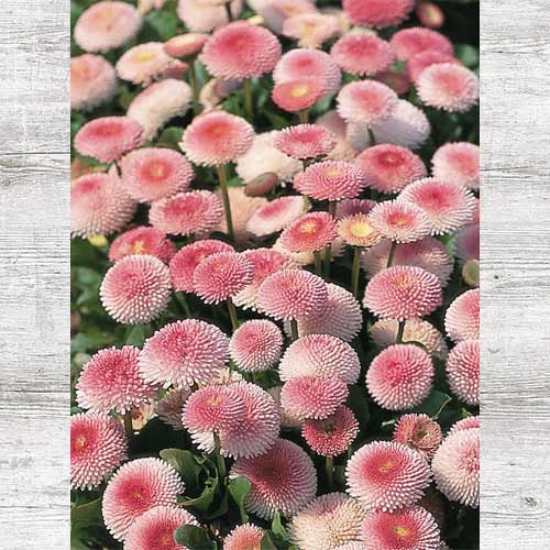 Маргаритка Тассо Дип Роуз изображение 1 артикул 83691