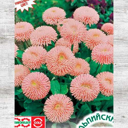 Маргаритка Тассо Пинк изображение 1 артикул 83692