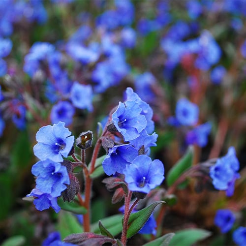 Медуница Блю Энсайн изображение 1 артикул 01358