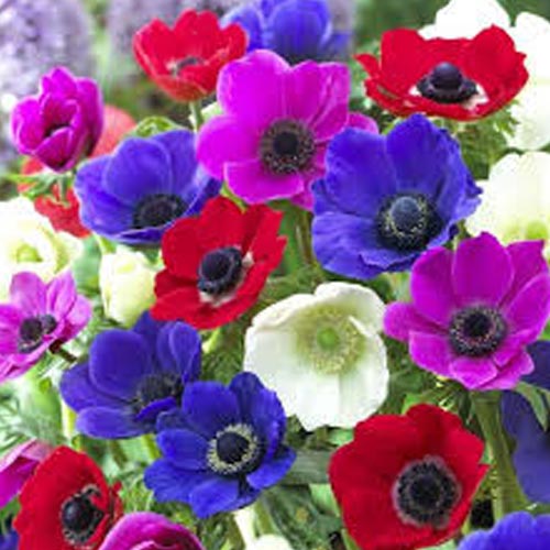 Мега экономия! Анемона де Каен, микс изображение 1 артикул 68371