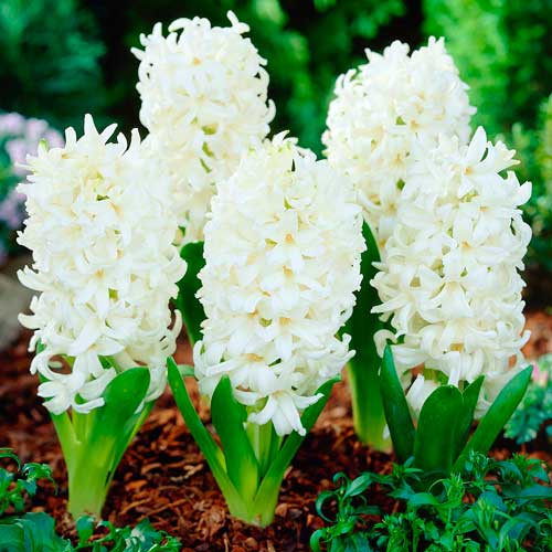 Мега экономия! Гиацинт Карнеги изображение 1 артикул 67534