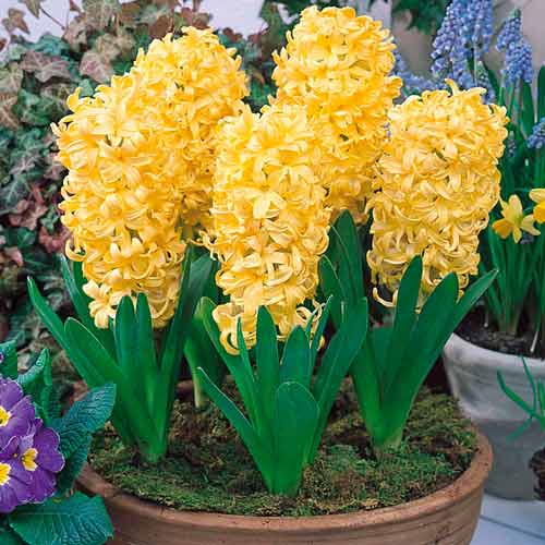 Мега экономия! Гиацинт Сити Оф Харлем артикул фото 1 Мега экономия! Гиацинт Сити Оф Харлем изображение 1 артикул 67537