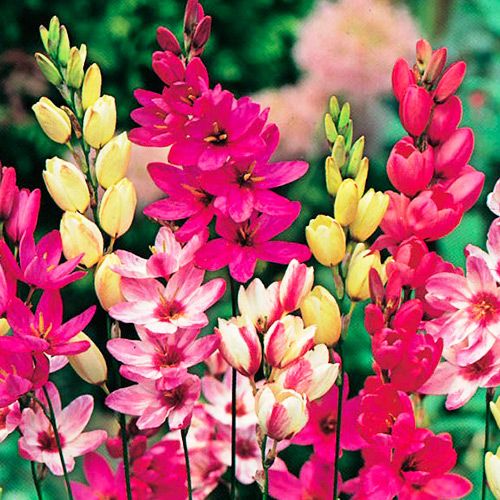 Мега экономия! Иксия, микс изображение 1 артикул 68382