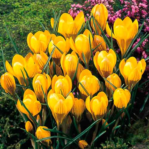 Мега экономия! Крокус Фускотинктус изображение 1 артикул 67331