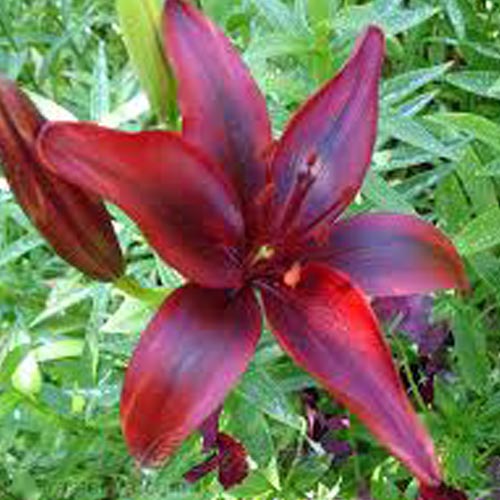 Мега экономия! Лилия азиатская Блэк Аут изображение 1 артикул 68383