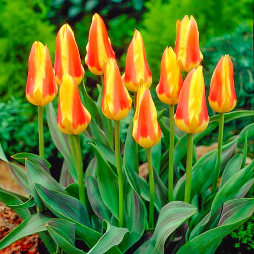 Мега экономия! Тюльпаны Кауфмана Корона артикул фото 1 Мега экономия! Тюльпаны Кауфмана Корона изображение 1 артикул 67529