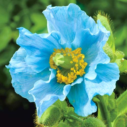 Меконопсис Гималайский мак изображение 1 артикул 69954