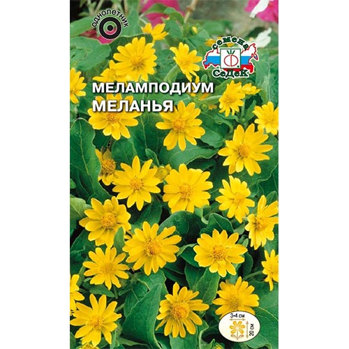 Меламподиум Меланья Седек изображение 1 артикул 93902