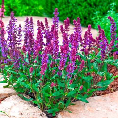 Мелисса турецкая (змееголовник) Горгона изображение 1 артикул 74008