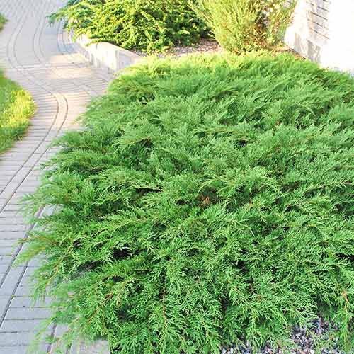 Микробиота перекрестнопарная Голд Спот изображение 1 артикул 9444