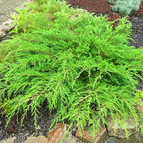 Микробиота перекрестнопарная Якобсен изображение 1 артикул 9445