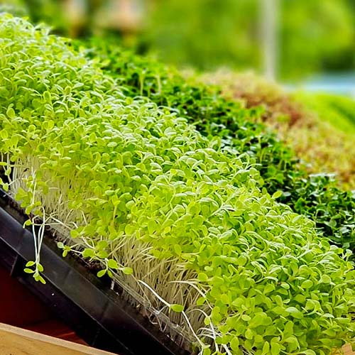 Микрозелень Брокколи изображение 1 артикул 82770