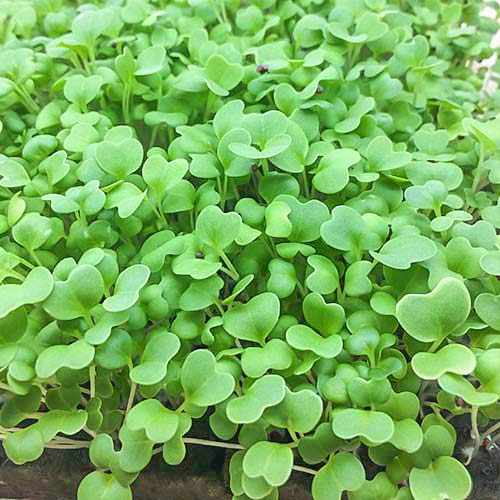 Микрозелень Горчица изображение 1 артикул 82771