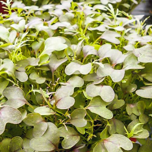 Микрозелень Капуста японская Мизуна изображение 1 артикул 69904