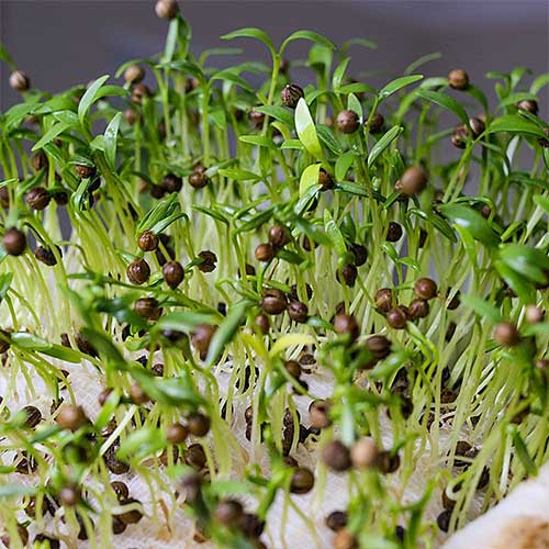 Микрозелень Кориандр овощной (кинза) Русский огород НК изображение 1 артикул 69905