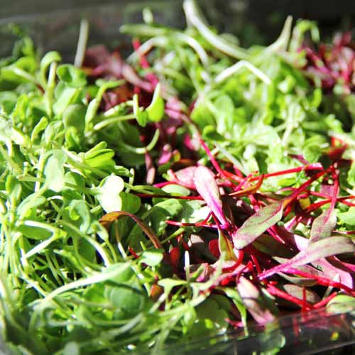 Микрозелень Салатная, смесь семян изображение 1 артикул 65275