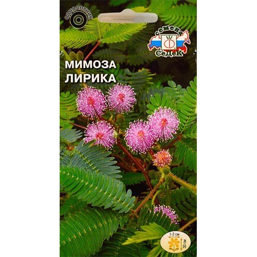 Мимоза стыдливая Лирика Седек изображение 1 артикул 93903