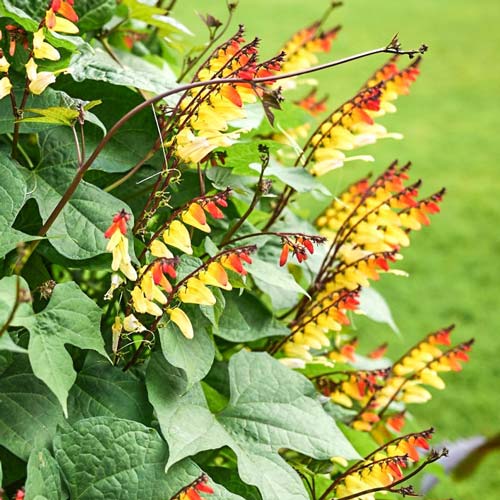 Мина Экзотика любви Русский огород НК изображение 1 артикул 69955