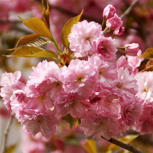 Миндаль Розенмунд изображение 1 артикул 01169